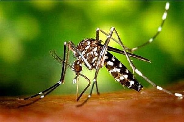 Комари затварят училища в Лом