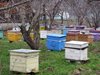 Какво непременно трябва да направи пчеларят през март