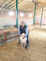 Тече разпокъсана случна кампания в овцевъдството
