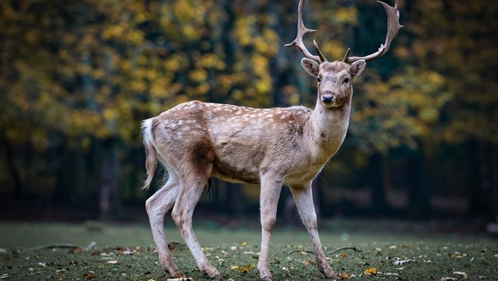 ОТВРАТИТЕЛНО! Гръмнаха благороден елен, бракониери го видели на камера