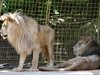 2-годишният лъв Асен е най-новият обитател на зоокът “Кенана” в Хасково