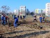 Засаждат над 500 нови дръвчета в Пловдив да борят мръсния въздух