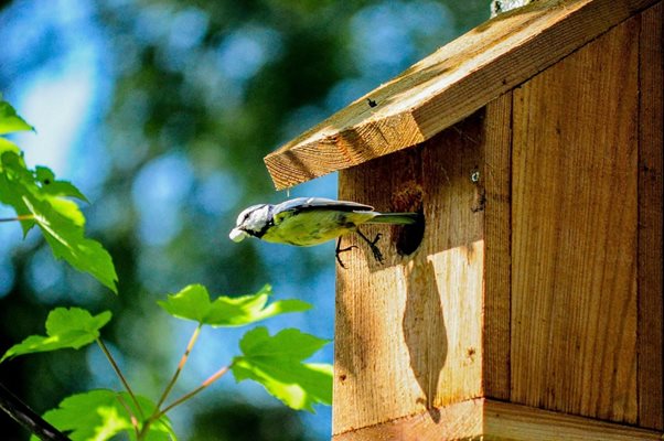 Дървените кутии с отвор са подходящи за птиците, които отглеждат малките си в дупките на дърветата.