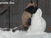 Панда се заигра със снежен човек (видео)