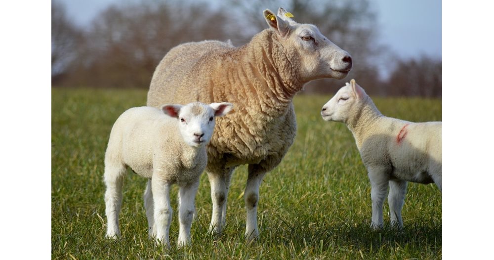 Scandal Erupts Over Import of Lamb Meat for Easter and St. George’s Day in Bulgaria