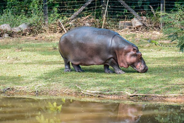 Хипопотамът Ванеса е бил изоставен от стадото си и преди няколко години е прибран в бившето имение на Ескобар, превърнато в зоопарк. СНИМКА: Hacienda Napoles