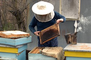 1729 пчелари заявиха помощ от над 8 млн. лв.