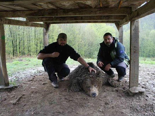 Природозащитниците се снимаха до 180-килограмовия мечок Васко, докато той още кротко лежеше упоен. 
СНИМКА: АВТОРЪТ
