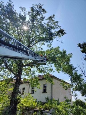 В 09,10 ч. екип на сектор „Специализирани оперативни дейности“ оказва съдействие за отстраняване на опасно дърво в двора на училище в с. Винище, общ. Монтана.