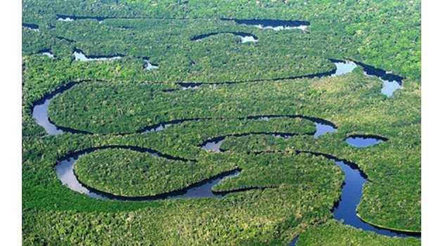 Амазонската джунгла често е наричана белия дроб на Земята.