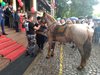 С четническа униформа и кон на бала пристигна зрелостник в Пловдив (Снимки)