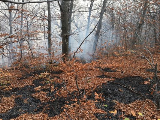 Пожарът е низов - гори шумата във вековна букова гора.