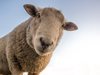 Скитаща се овца прекара часове пред дома на мъж, опитвайки да влезе (Видео)