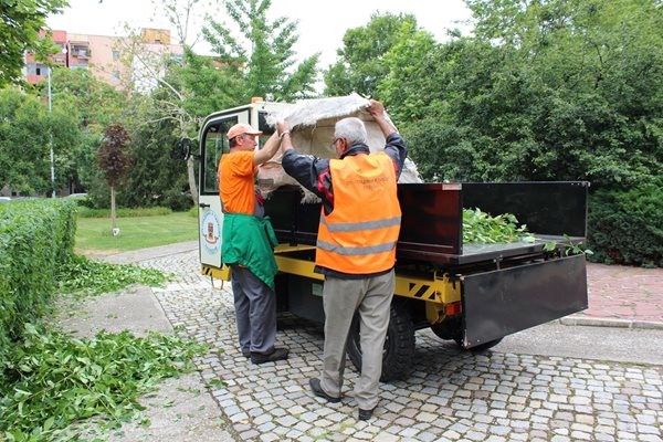 Работници товарят листа и окосена трева в ново самосвалче.