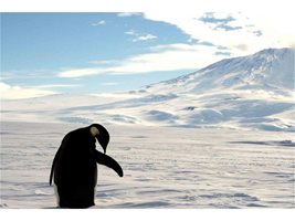 Затоплянето лишава императорските пингвини от основната им храна.

