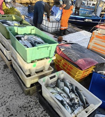 Прясната черноморска риба тази есен е кът, а заради по-малкия улов цената се вдига с лев-два, казват търговци. Снимка: Тони Щилиянова