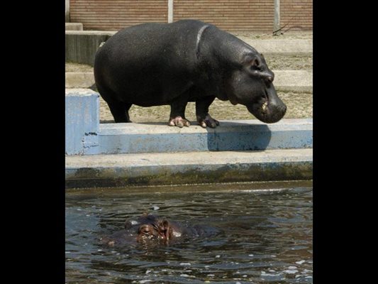 Потта на хипопотамите е идеална за слънцезащитен крем