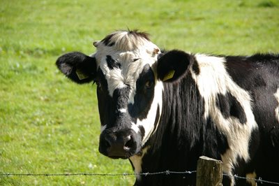 Откриха огнище на туберкулоза по говедата в община Стрелча
СНИМКА: Pixabay