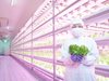 Японска ферма отглежда вертикално по 12 000 марули на ден с LED осветление