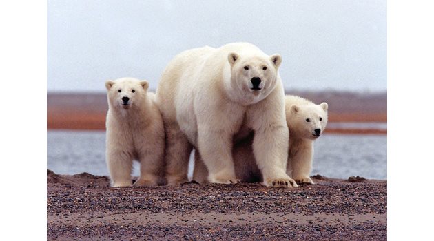 Само след 40 години белите мечки в света ще намалеят с една трета.