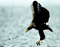 Морски орел е забелязан над язовир "Огоста" - Монтана