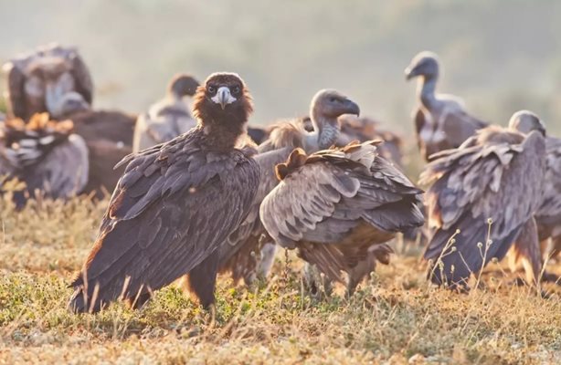 Черни лешояди
Снимка: Българско дружество за защита на птиците
