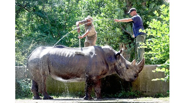 Гледачи къпят носорога в Софийския зоопарк