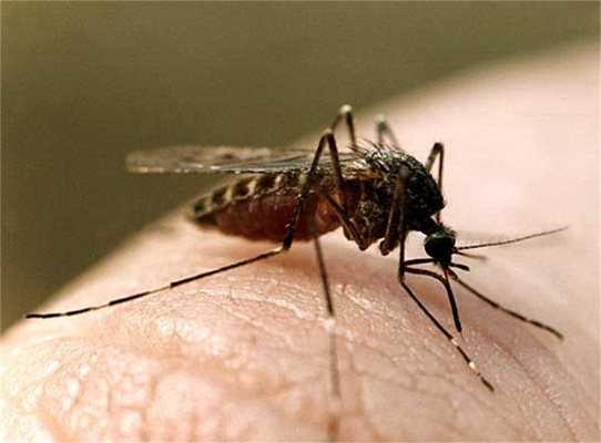 Комарите в Бразилия са изключително опасни