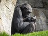 Шимпанзе отказва да пусне тялото на бебето си, което е починало преди 3 месеца