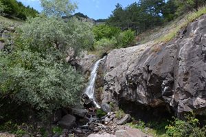 Мечка уби крава в село Безводно