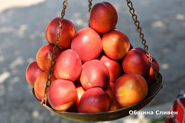 Тази година прасковите в Сливенско ще бъдат по-малко и по-скъпи.
Снимка: Община Сливен