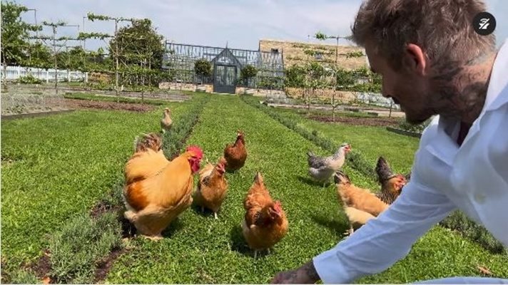 (Видео) Дейвид Бекъм предвожда кокошки