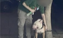 Пловдивчани се оплакват, че мъж насъсква питбула си по техните кучета