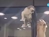 Коте избяга от „дома си”, за да гушне кученце (Видео)