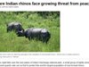 Редки индийски носорози са мишена на международни бракониери