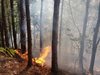 Пожарът край Граматиково овладян, нощни патрули пазят гората (Снимки)
