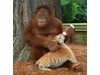 Орангутан храни лъвче с биберон