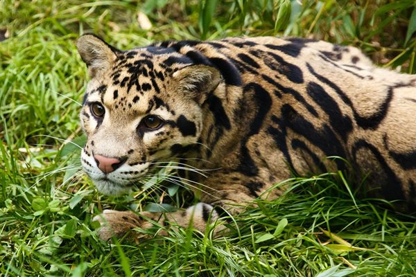 Димен леопард СНИМКА: Pixabay