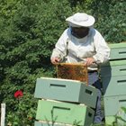 Проблеми в кошера: Защо пчелите от слаби семейства не се качват в магазина