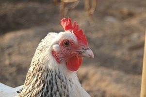Всички 130 птицеферми в Пловдивско под лупа за инфлуенца