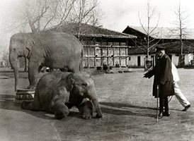 Любимите слонове на цар Фердинанд