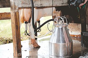 Защо се срина изкупната цена на млякото?