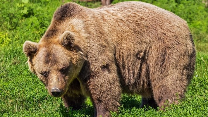 Мечка гостува на ловец в дома му в Чепеларе