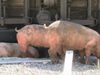Над 30 прасета изчезнали от преобърналия се край Кресна ТИР (Видео)