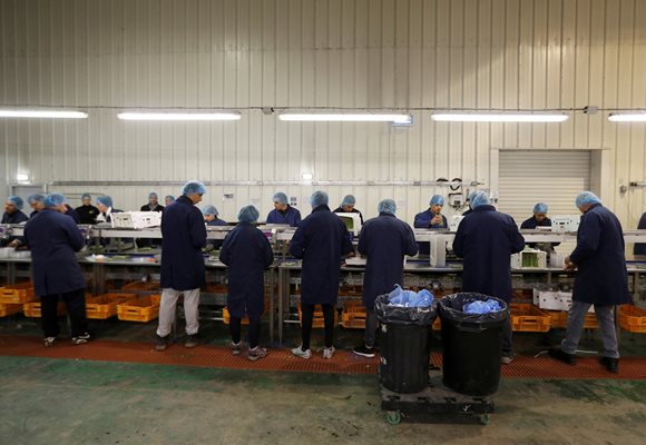 Източноевропейски работници пакетират аспержи в британска ферма.