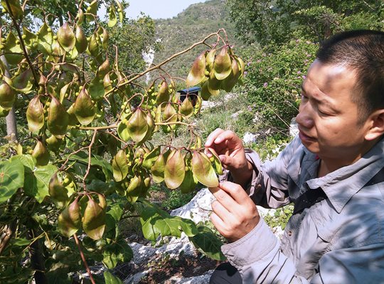 Откриха два нови растителни вида в Югозападен Китай