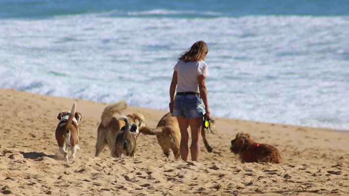 ЗАБРАНА! Без кучета на плажа във Варна