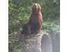 Паркът за танцуващи мечки край Белица остана без един от първите си обитатели