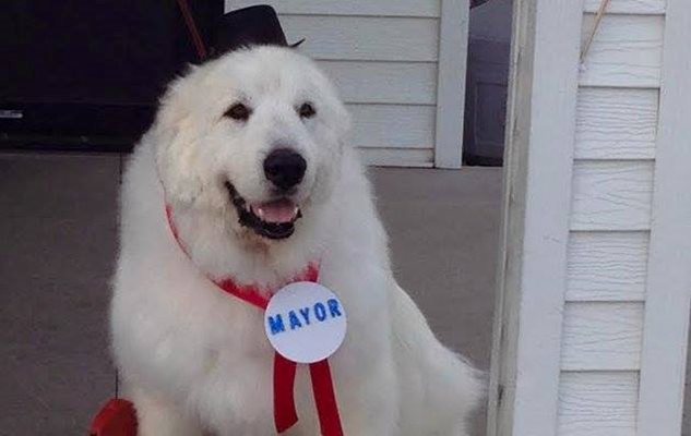 Кучето кмет Дюк Снимка: Фейсбук/ Duke the Dog Mayor of Cormorant, Minnesota