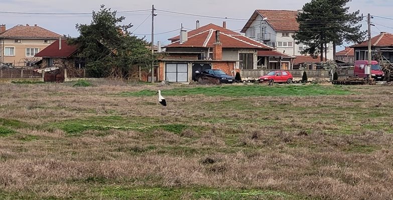 Щъркел крачи по поляна в Белозем. Снимка: ФБ